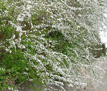 ユキヤナギの花
